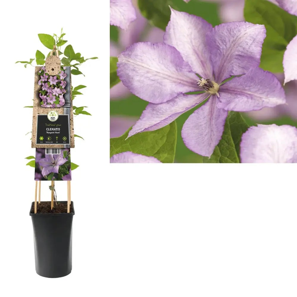 Clematis (Clematita) Margaret Hunt, planta cataratoare cu flori duble spectaculoase roz lavanda cu nuante argintii elegante, inflorire abundenta vara