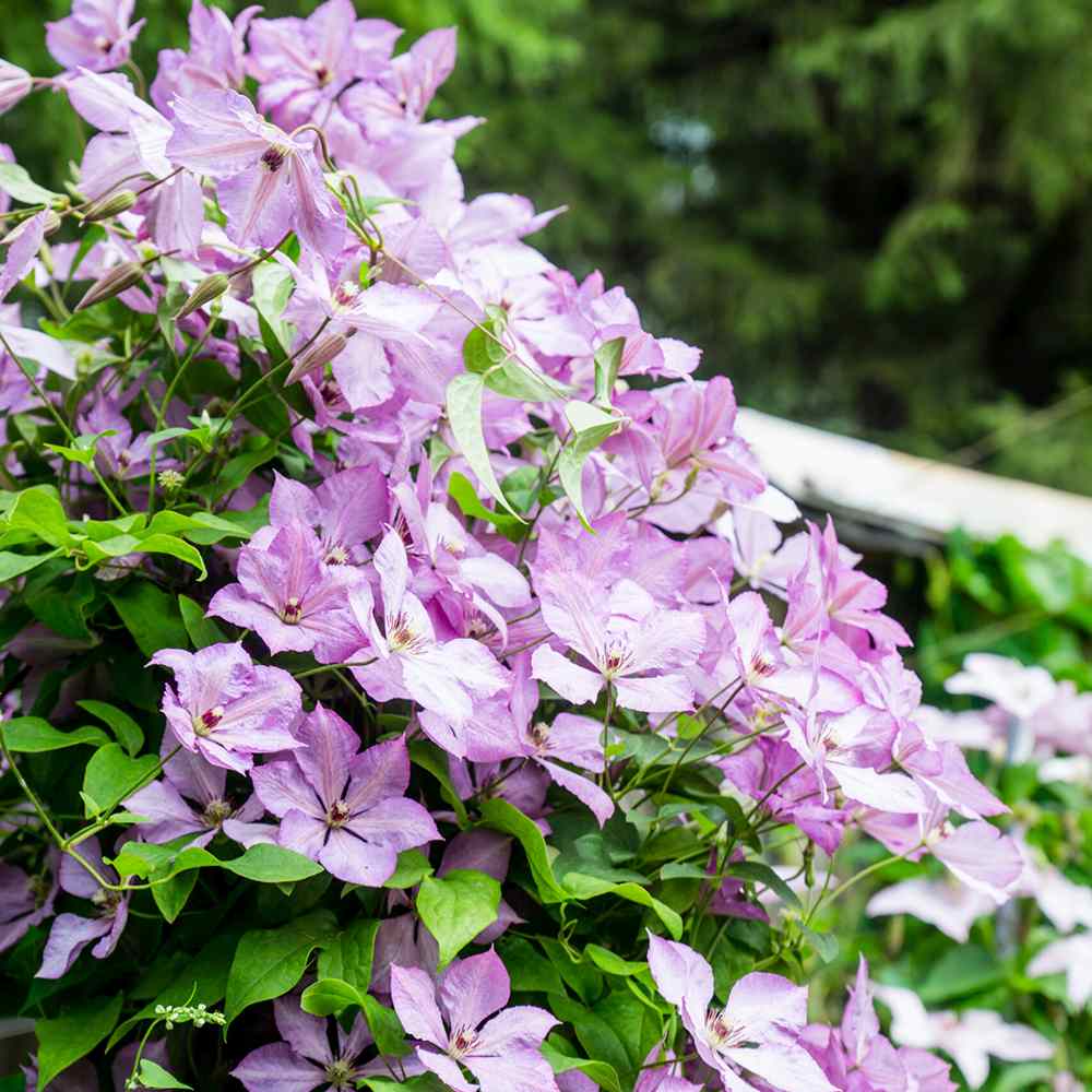 Clematis (Clematita) Margaret Hunt, planta cataratoare cu flori duble spectaculoase roz lavanda cu nuante argintii elegante, inflorire abundenta vara