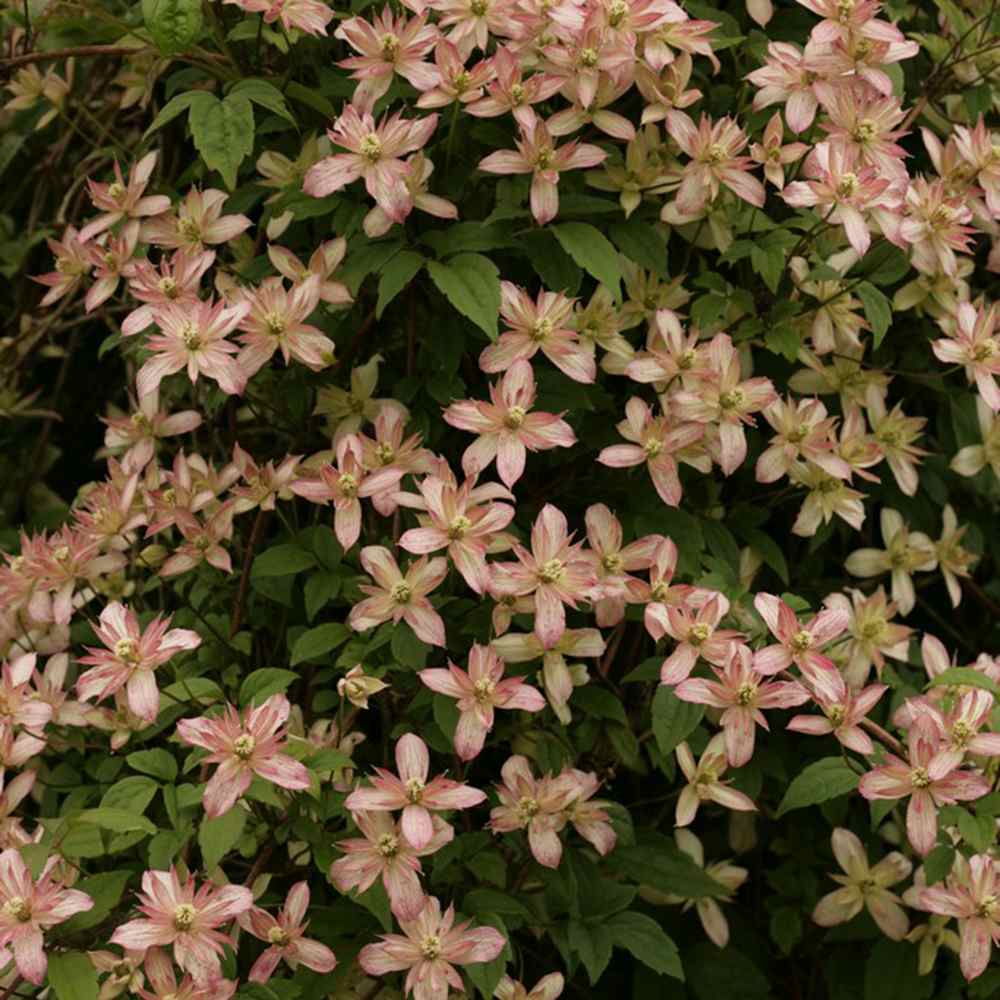Clematis (Clematita) Marjorie, planta cataratoare cu flori roz-piersica, inflorire abundenta vara, crestere rapida