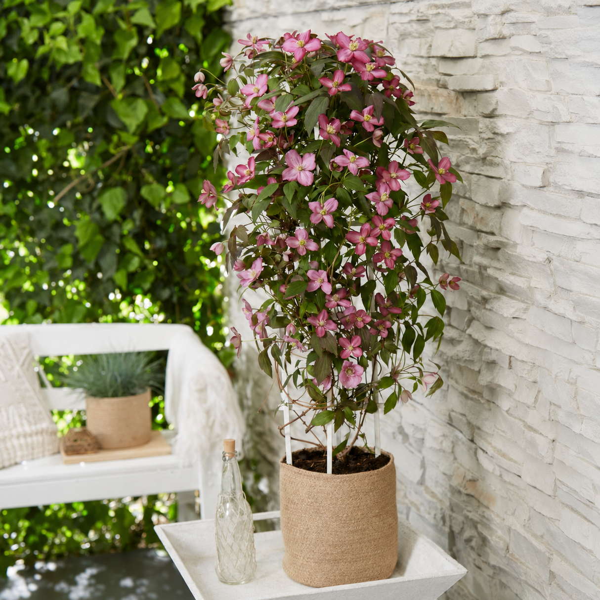 Clematis Montana Fincent, planta cataratoare cu flori roz delicate parfumate, crestere rapida