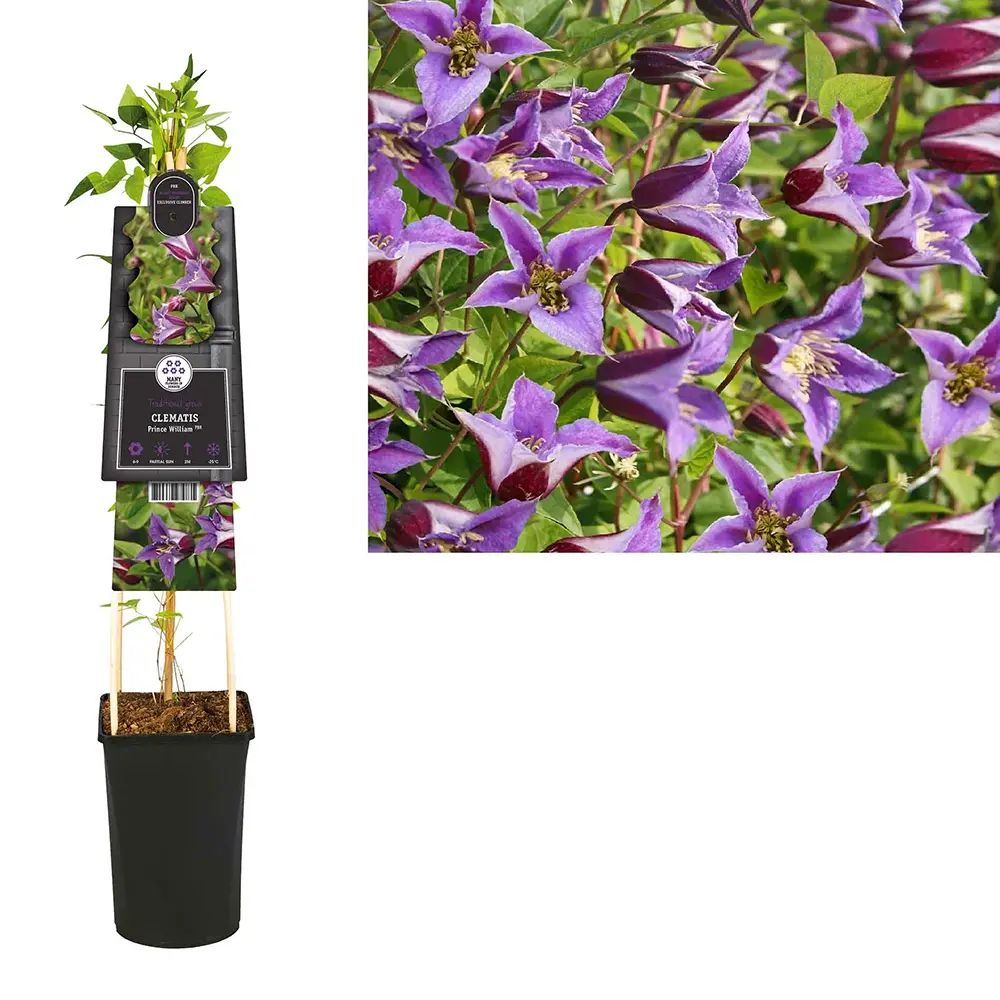 Clematita (Clematis) Prince William, planta cataratoare ornamentala cu flori albastre-violet, inflorire lunga