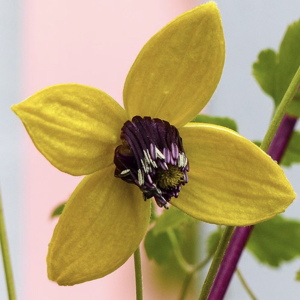 Clematis Tibetana Tanguatica, planta cataratoare cu flori spectaculoase galben in forma de clopot, inflorire abundenta vara