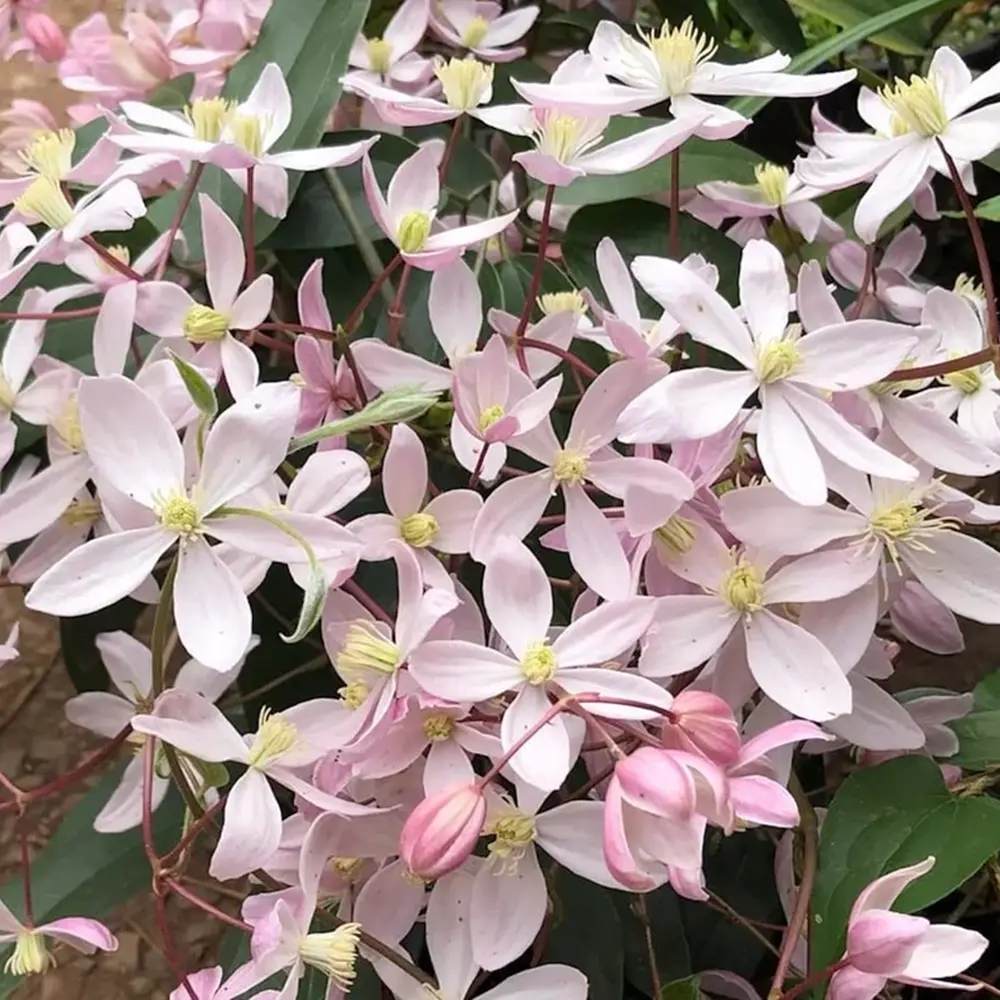 Clematis (Clematita) Armandii Apple Blossom planta cataratoare cu flori mari roz parfumate, semi vesnic verde. inflorire abundenta primavara/vara