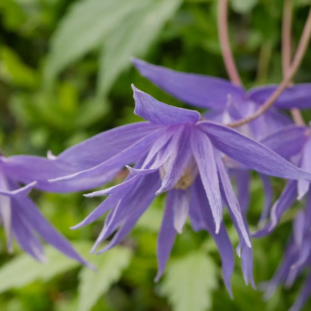 Clematis (Clematita) Alpina, cataratoare cu flori albastre-violet, pentru gradina