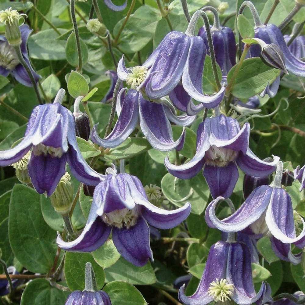 Clematis (clematita) Fascination, planta cataratoare cu flori spectaculoase albastre in forma de clopot, inflorire abundenta vara