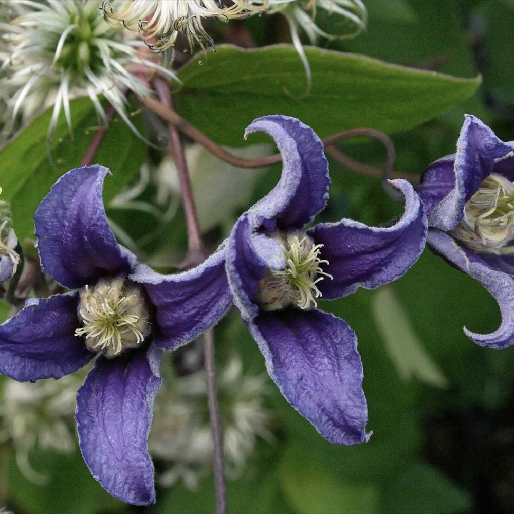 Clematis (clematita) Fascination, planta cataratoare cu flori spectaculoase albastre in forma de clopot, inflorire abundenta vara