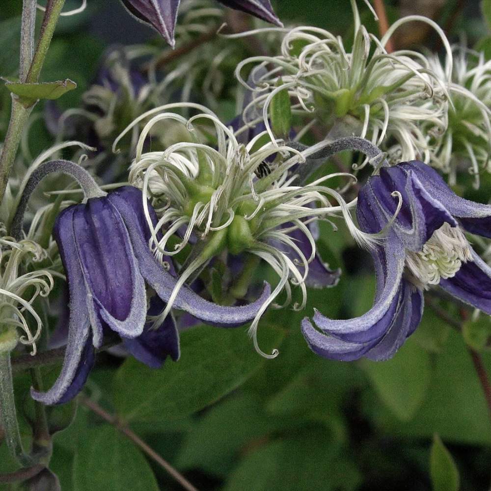 Clematis (clematita) Fascination, planta cataratoare cu flori spectaculoase albastre in forma de clopot, inflorire abundenta vara