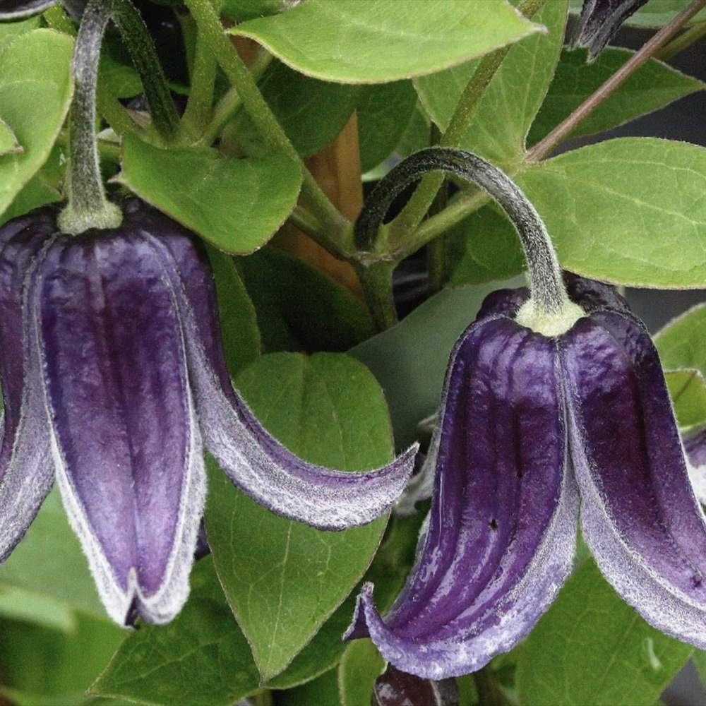Clematis (clematita) Fascination, planta cataratoare cu flori spectaculoase albastre in forma de clopot, inflorire abundenta vara