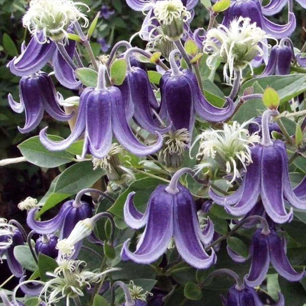 Clematis (clematita) Fascination, planta cataratoare cu flori spectaculoase albastre in forma de clopot, inflorire abundenta vara