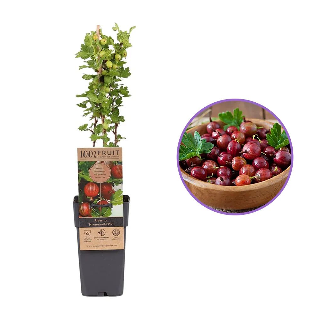 Coacaz Rosu Hinnonmaki (Ribes Rubrum), cu fructe dulci-acrisoare rosii-maro, an 2 pe rod