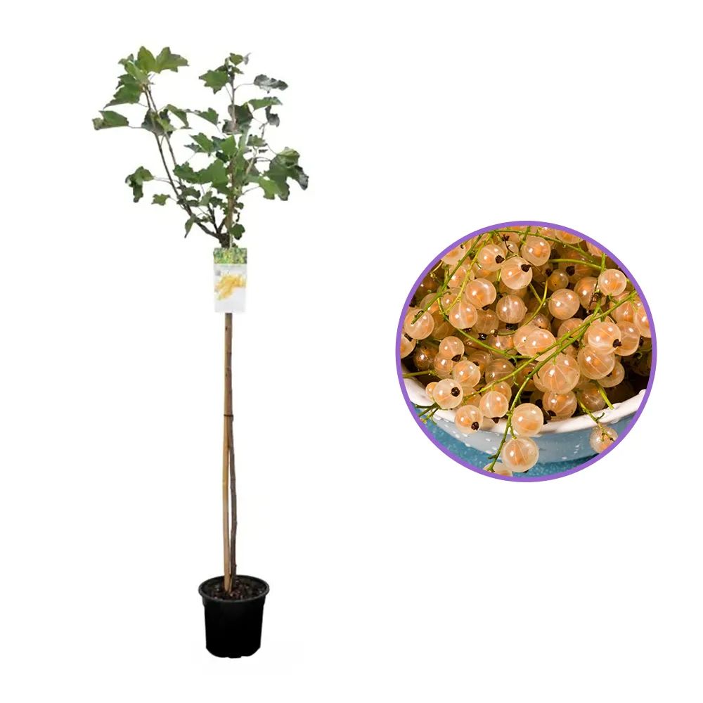 Coacaz alb Werdavia (Ribes Rubrum), cu fructe dulci-acrisor aurii-alb, an 2 pe rod