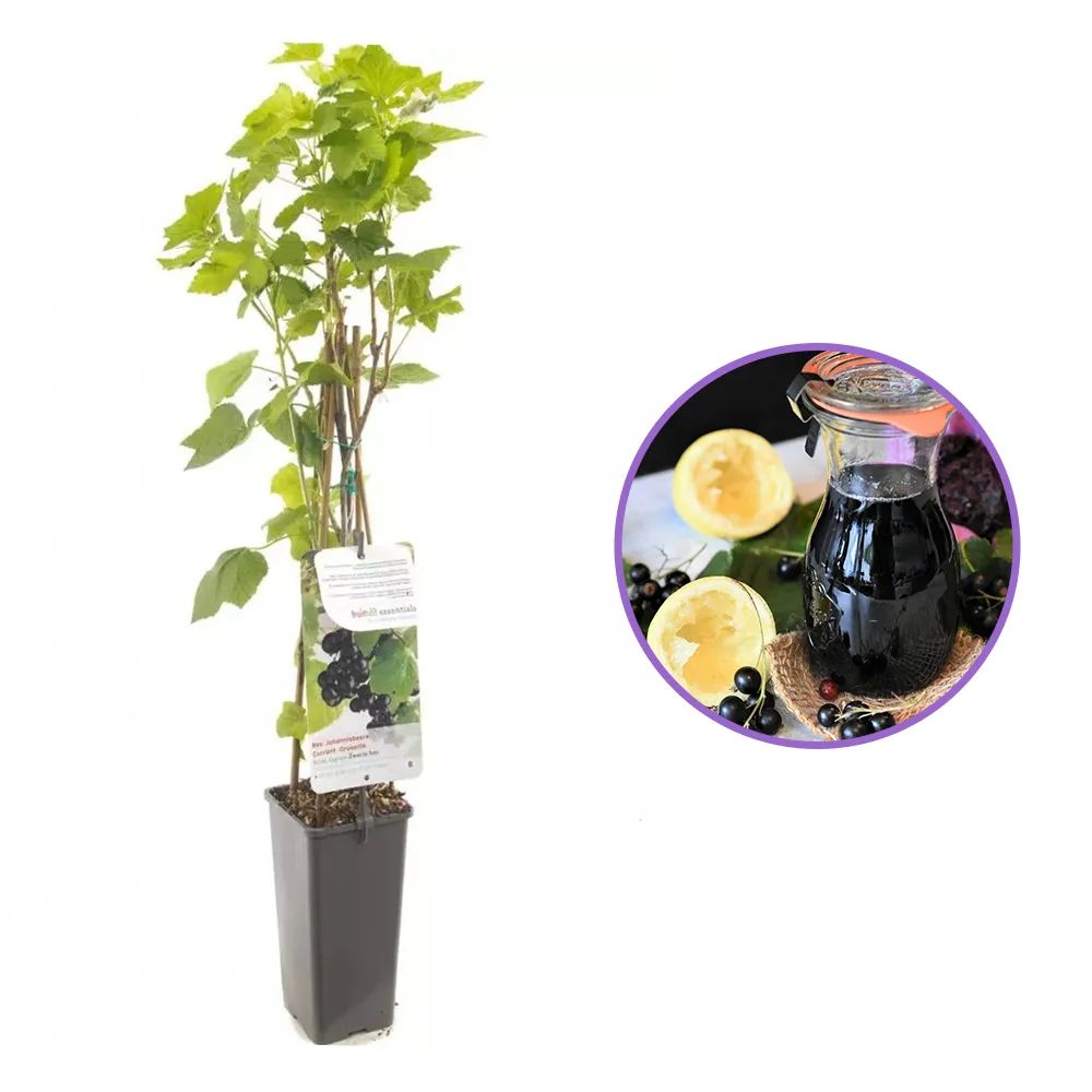 Coacaz negru Titania (Ribes), cu fructe negre dulci-acrisoare, an 2 pe rod