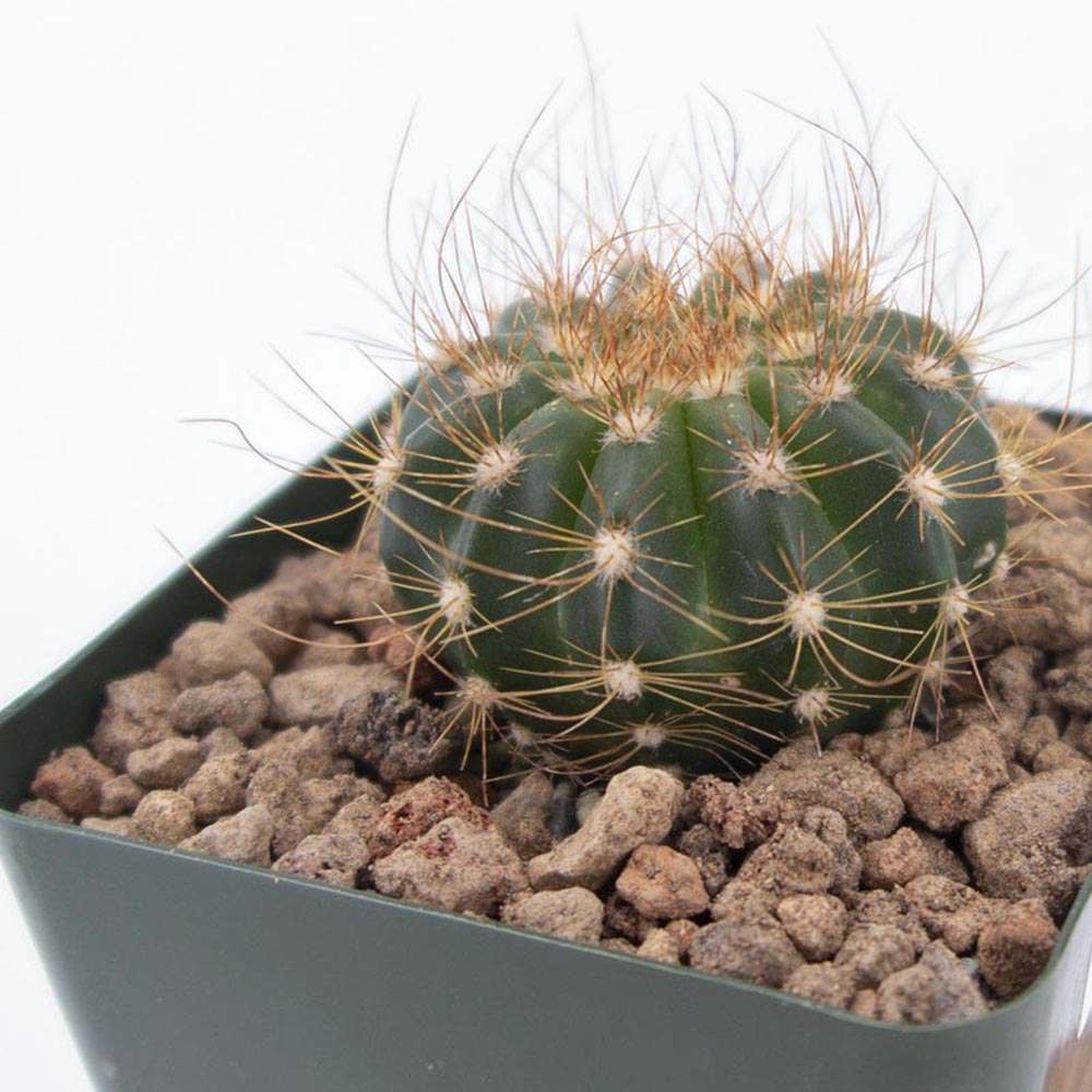 Cactusul cu Cap Auriu Coleocephalocereus Aureus, 15-20 cm, rar de interior cu spini aurii decorativi