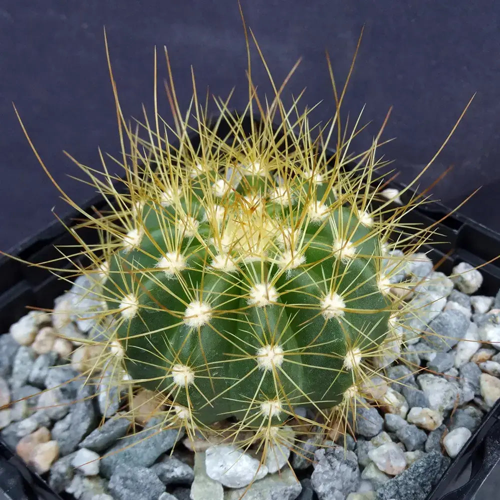 Cactusul cu Cap Auriu Coleocephalocereus Aureus, 15-20 cm, rar de interior cu spini aurii decorativi