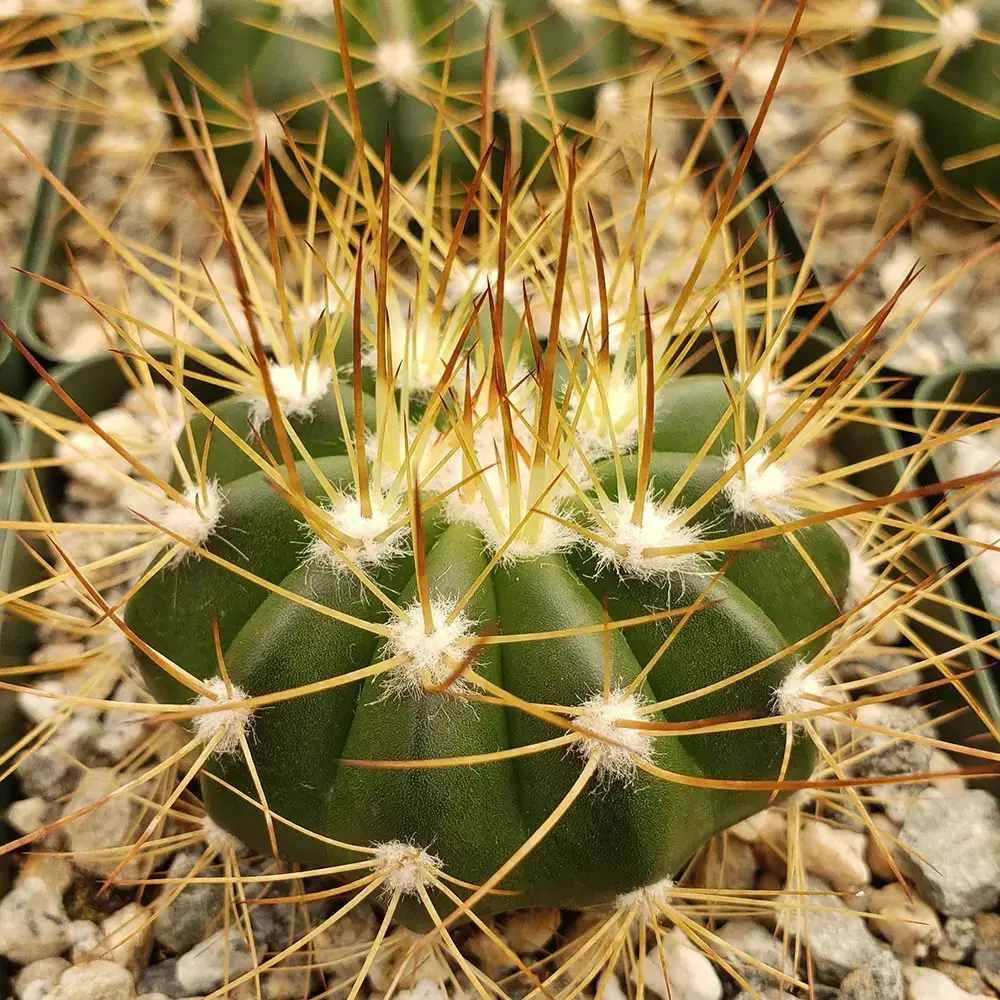 Cactusul cu Cap Auriu Coleocephalocereus Aureus, 15-20 cm, rar de interior cu spini aurii decorativi