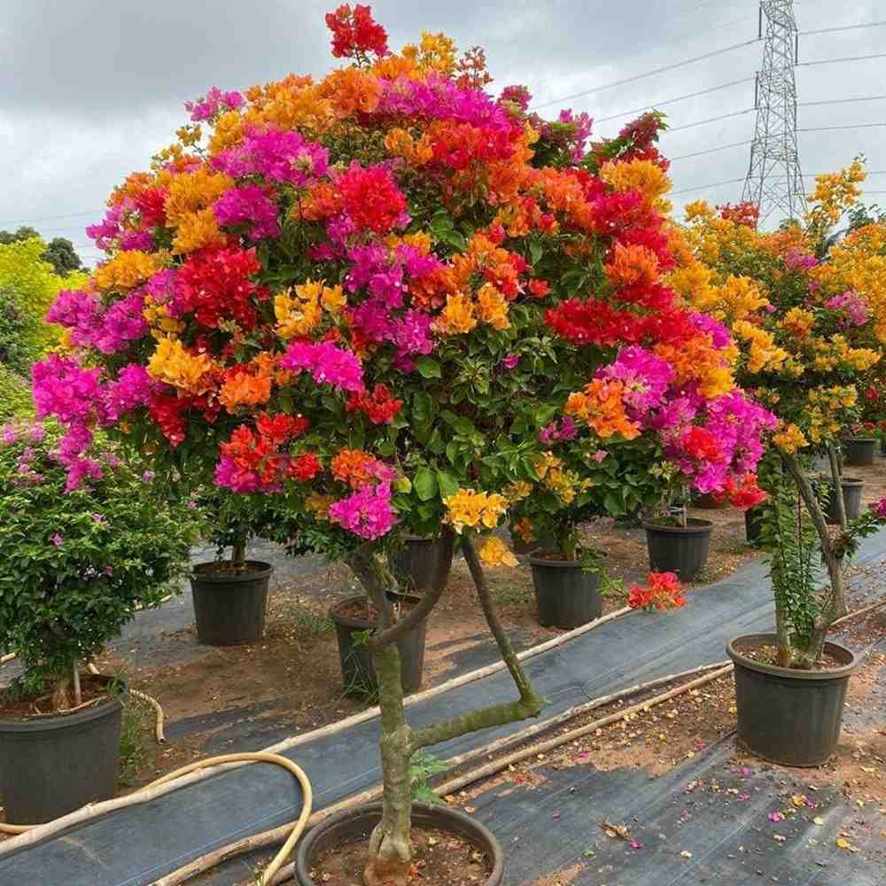 Floare de Hartie Bougainvillea Tricolor- Tip Copac, cu tulpina impletita planta ornamentala urcatoare flori roz alb portocaliu