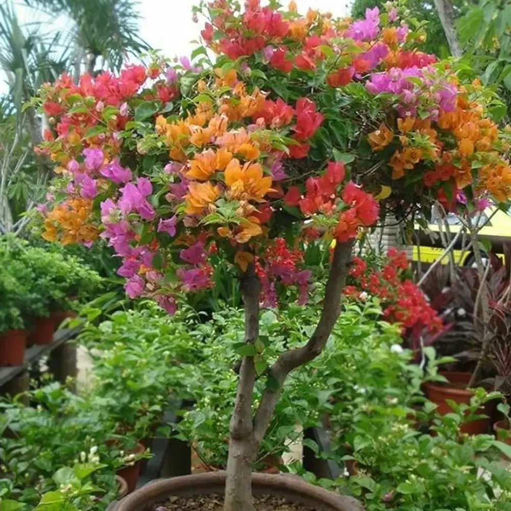 Floare de Hartie Bougainvillea Tricolor- Tip Copac, cu tulpina impletita planta ornamentala urcatoare flori roz alb portocaliu