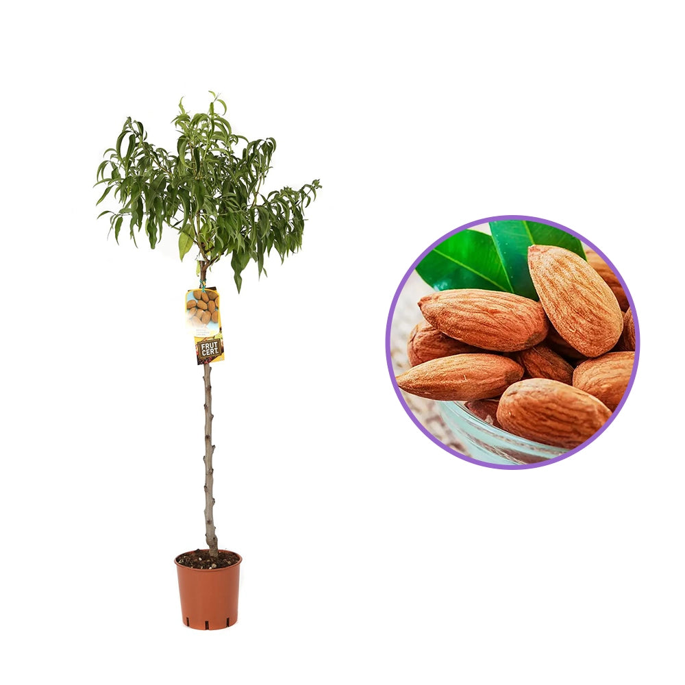 Copacel Migdal Tuono (Prunus amygdalus), cu migdale dulci crocanti, an 2 pe rod