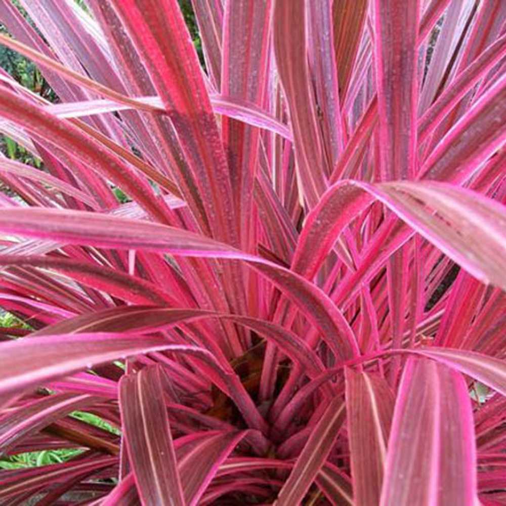 Cordyline Pink Passion, 50-60 cm, planta decorativa exotica cu frunze roz intens