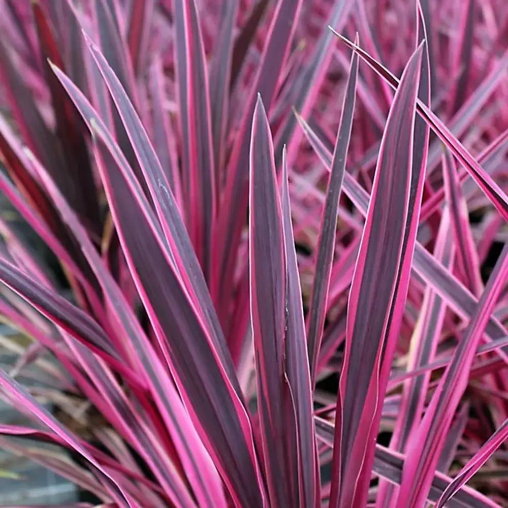 Cordyline Pink Passion, 50-60 cm, planta decorativa exotica cu frunze roz intens