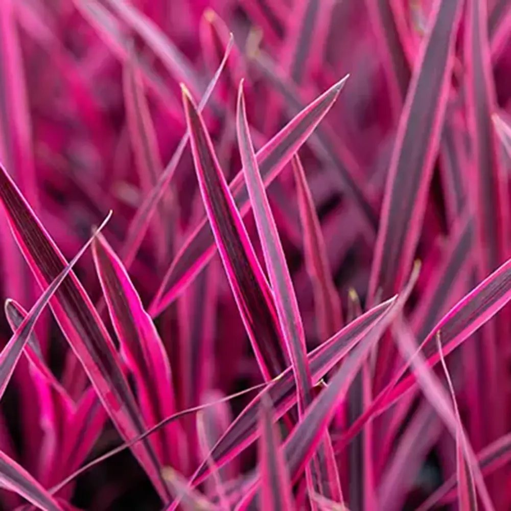 Cordyline Pink Passion, 50-60 cm, planta decorativa exotica cu frunze roz intens