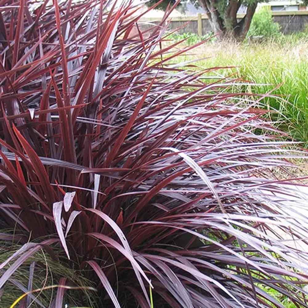 Cordyline 'Burgundy Spire', 80-100 cm, planta decorativa exotica cu frunze visiniu inchis