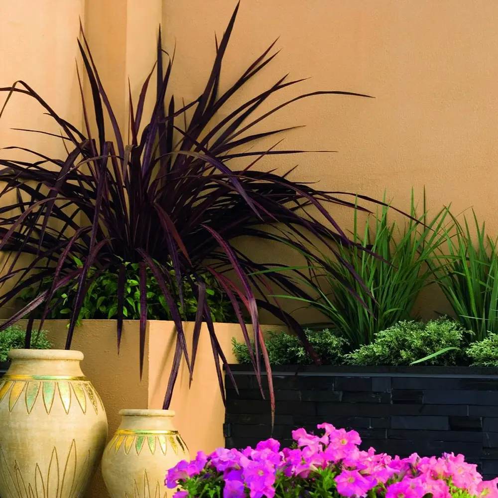 Cordyline 'Burgundy Spire', 80-100 cm, planta decorativa exotica cu frunze visiniu inchis