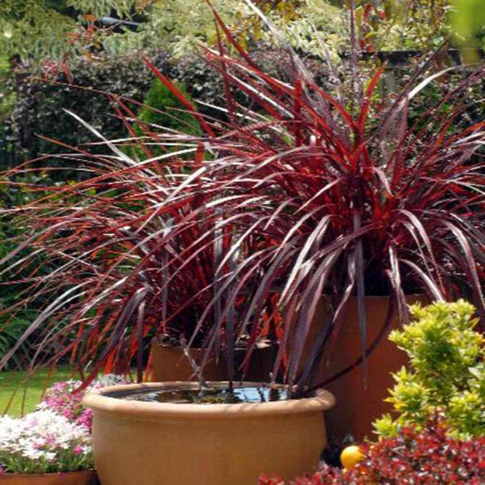 Cordyline 'Burgundy Spire', 80-100 cm, planta decorativa exotica cu frunze visiniu inchis