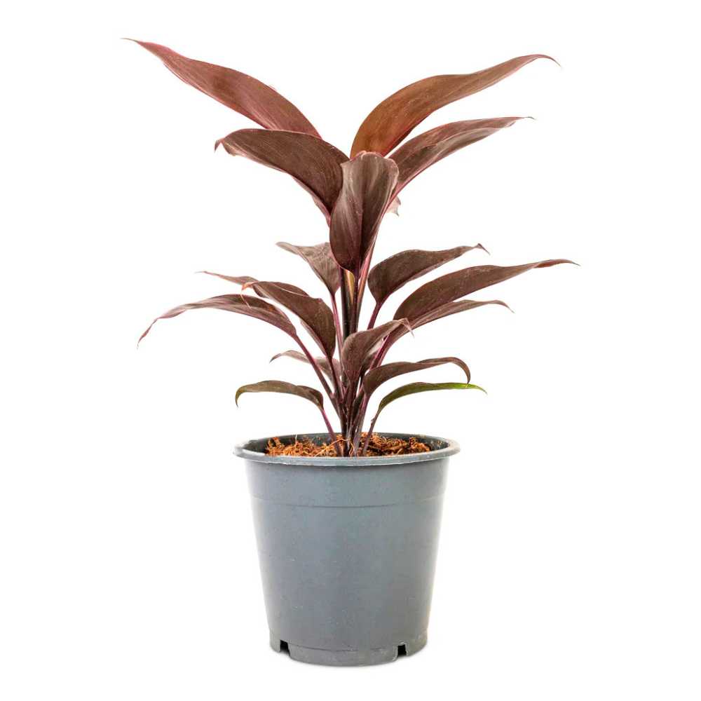 Planta Norocoasa (Cordyline fruticosa) Mambo - 50 cm