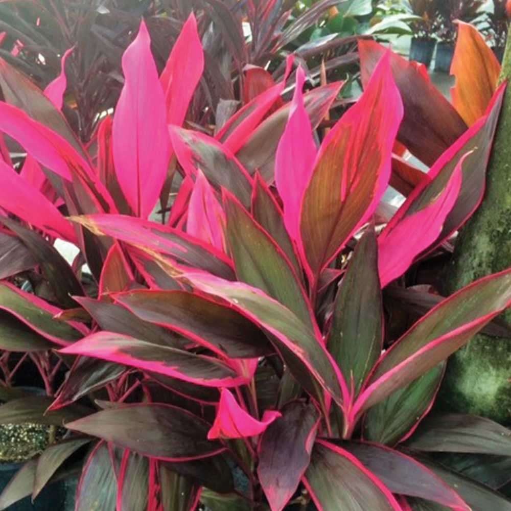 Planta Norocoasa (Cordyline fruticosa) Red Sister - 50 cm