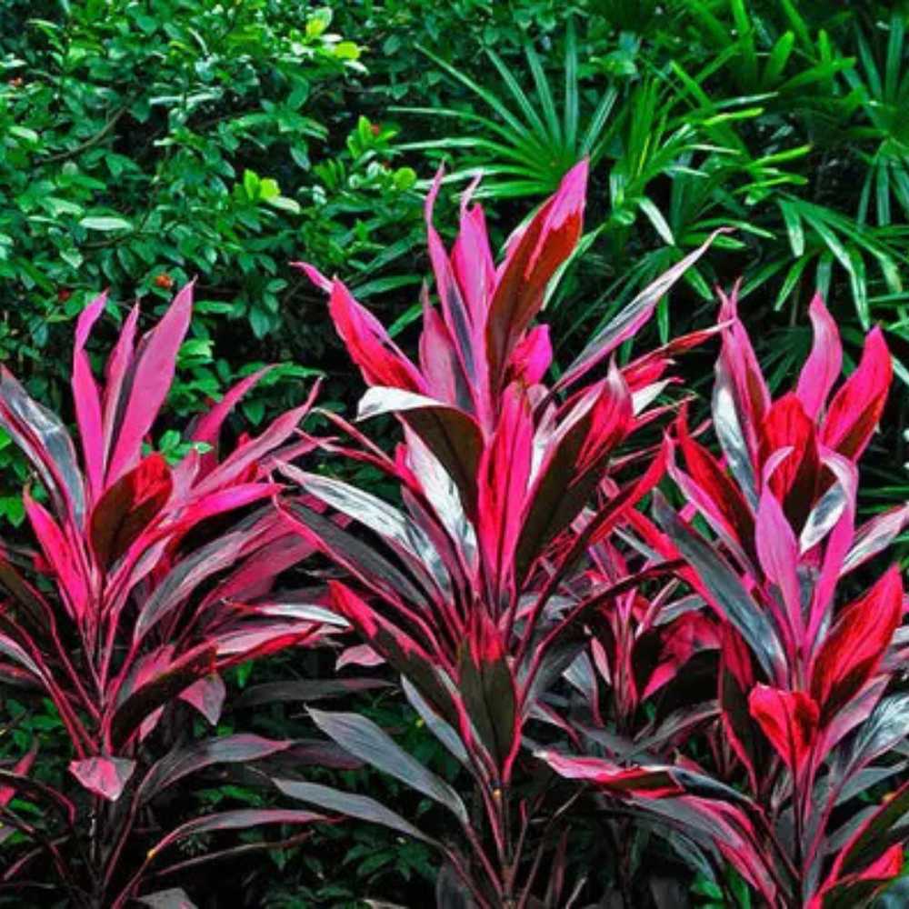 Planta Norocoasa (Cordyline fruticosa) Red Sister - 50 cm