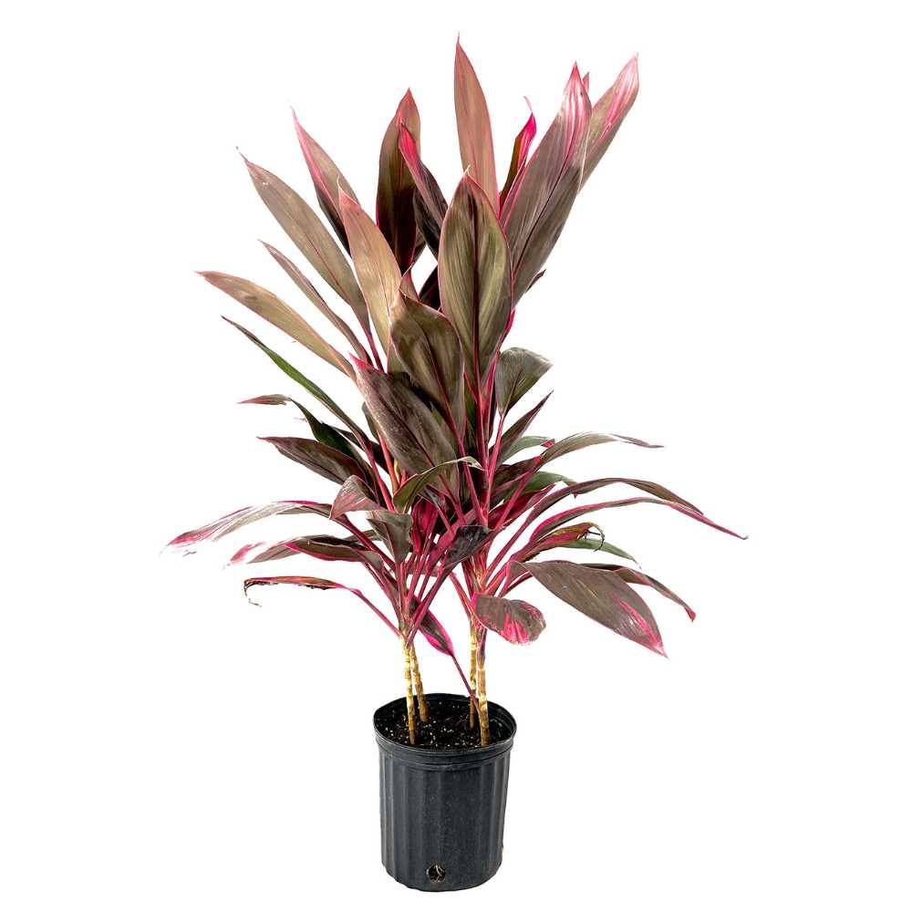 Planta Norocoasa (Cordyline fruticosa) Red Sister - 50 cm