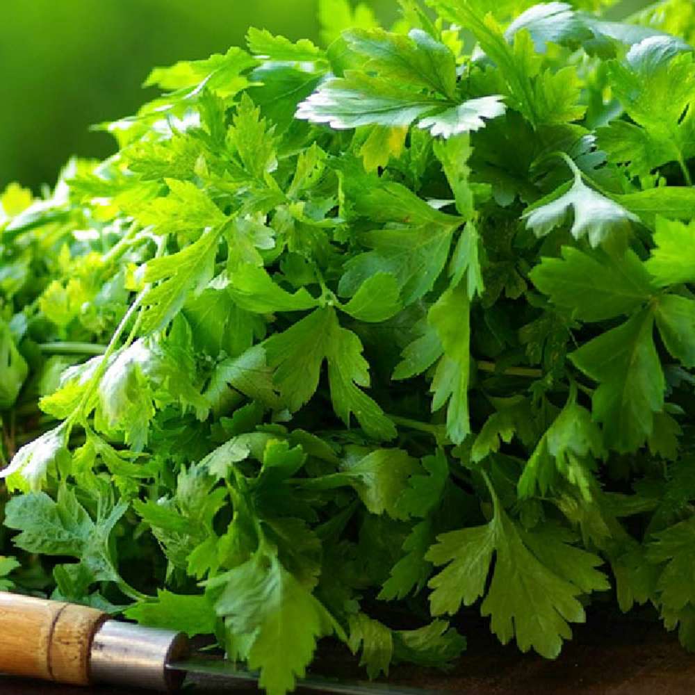 Coriandru (Coriandrum sativum), planta aromatica comestibila cu frunze si seminte pentru gradina si ghiveci