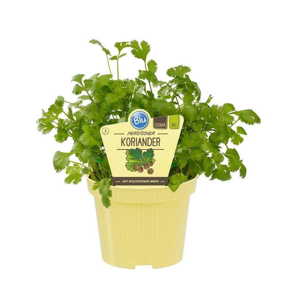 Coriandru (Coriandrum sativum), planta aromatica comestibila cu frunze si seminte pentru gradina si ghiveci