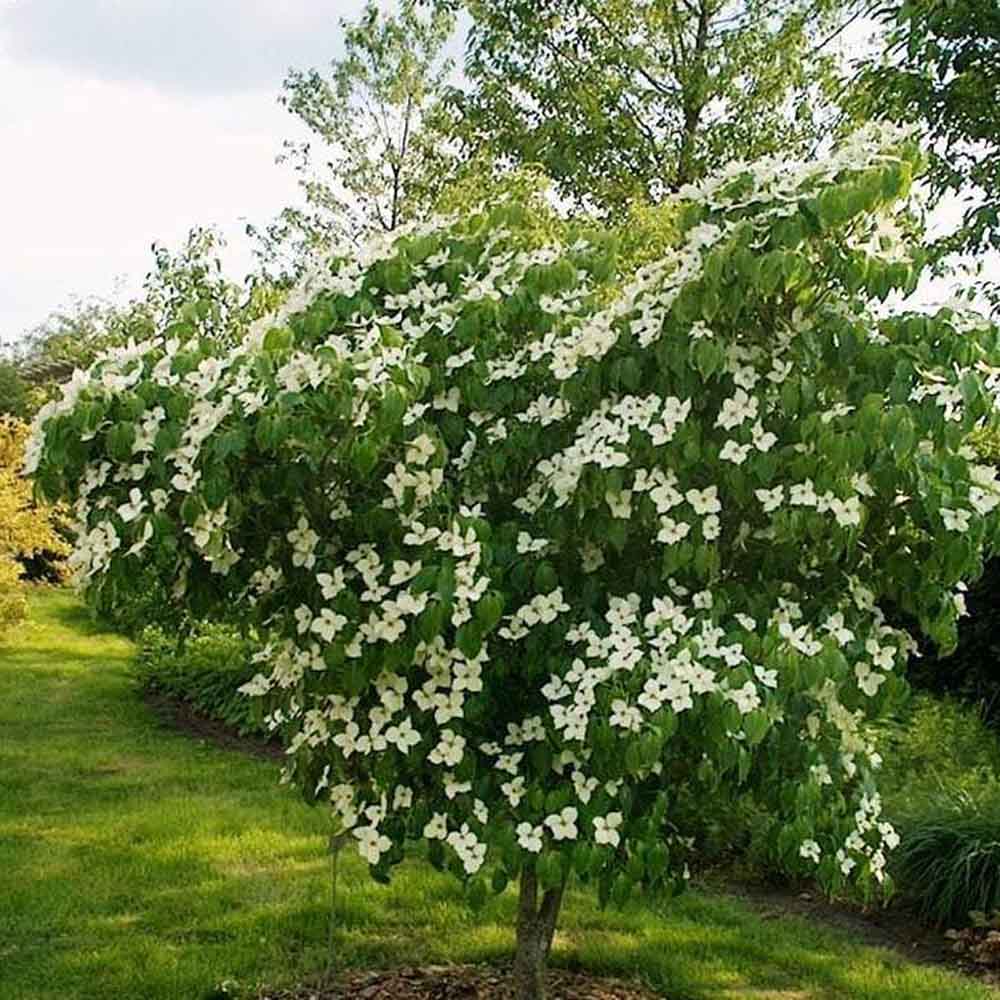 Corn Chinezesc Cornus Kouse China Girl, cu flori albe