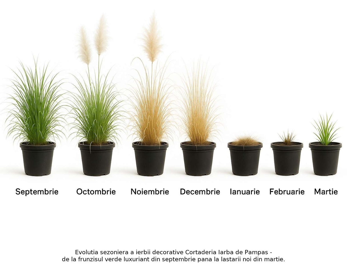 Iarba de Pampas Selloana (Cortaderia), cu spice mari albe, foarte inalta la maturitate, crestere rapida