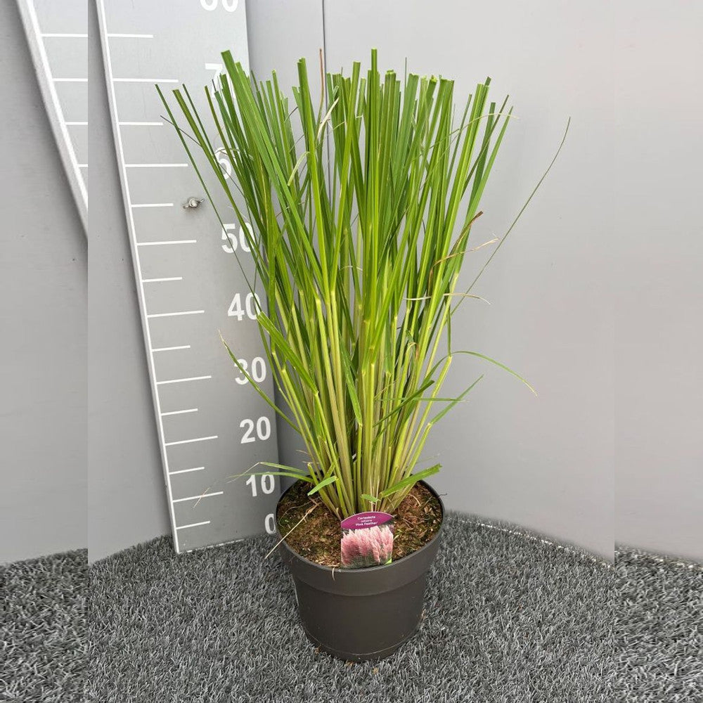 Iarba de Pampas (Cortaderia) Pink Feather, spice mari roz pufoase, frunzis arhitectural, rezistenta la seceta