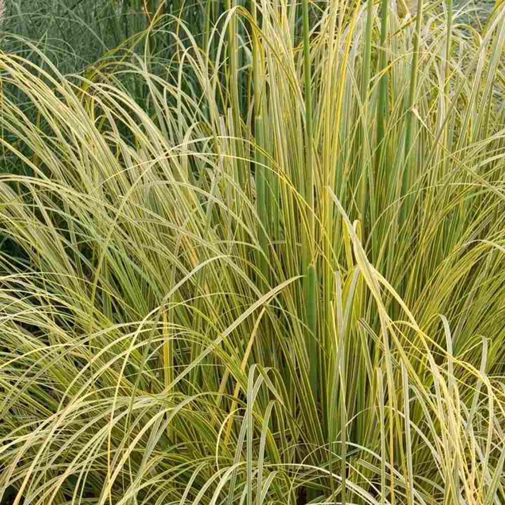 Iarba de Pampas (Cortaderia) Splendid Star, iarba decorativa cu frunzis variegat galben-auriu si inflorescente albe, rezistenta si compacta