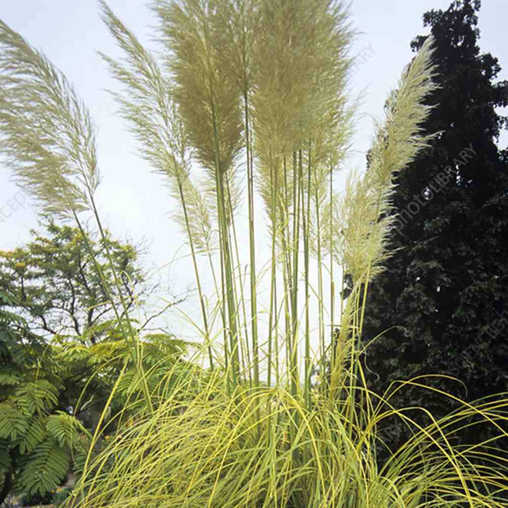 Iarba de Pampas (Cortaderia) Splendid Star, iarba decorativa cu frunzis variegat galben-auriu si inflorescente albe, rezistenta si compacta