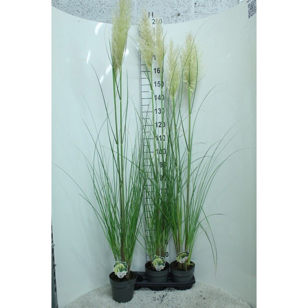 Iarba de Pampas (Cortaderia) Pumila, iarba ornamentala decorativa cu spice albe, crestere rapida