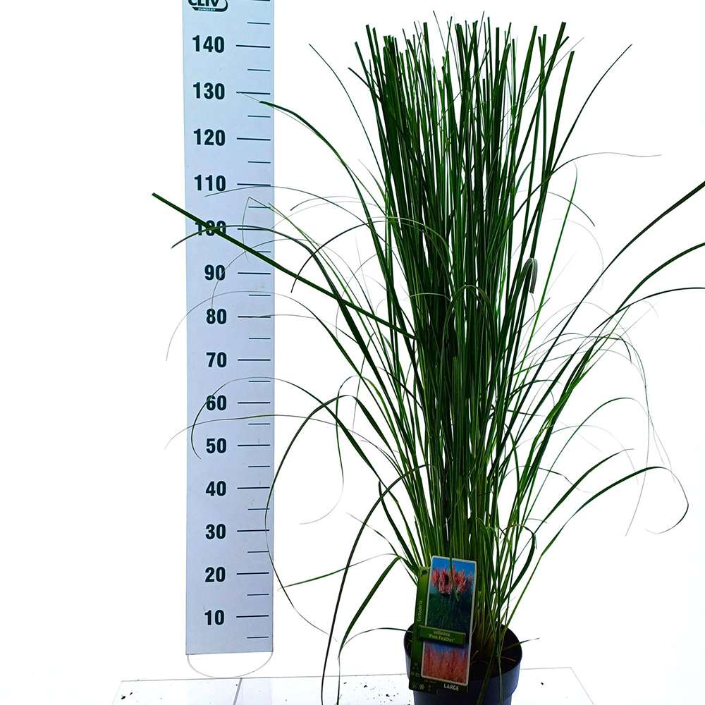 Iarba de Pampas (Cortaderia) Rosea, cu spice mari roz decorative, foarta inalta la maturitate, crestere rapida