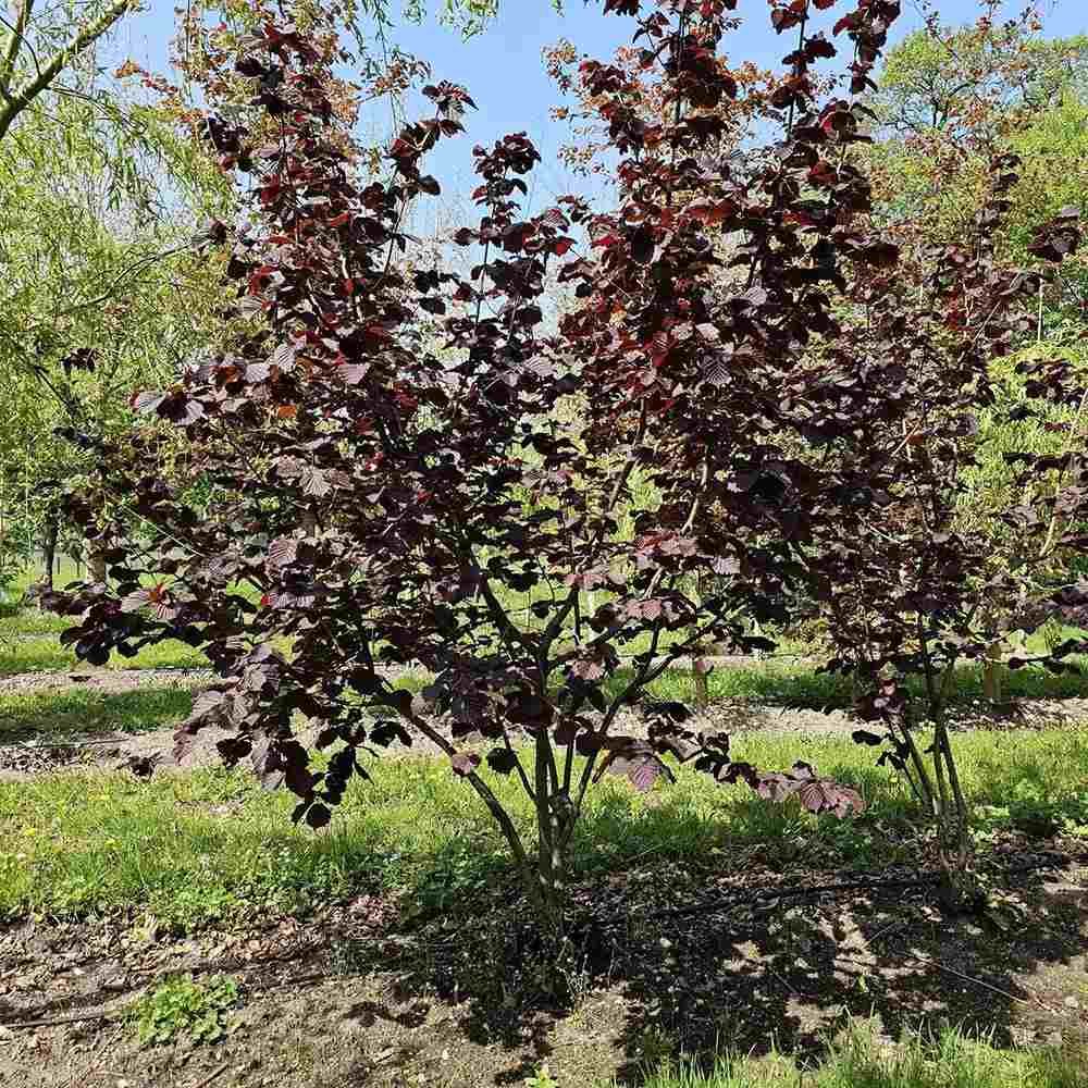 Alun Rosu Rodde Zellernoot (Corylus avellana), cu gust dulce, an 2 pe rod