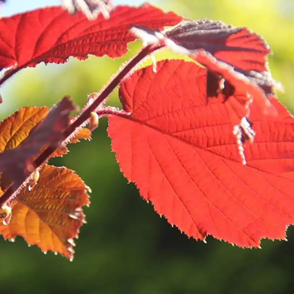 Alun Rosu Rodde Zellernoot (Corylus avellana), cu gust dulce, an 2 pe rod