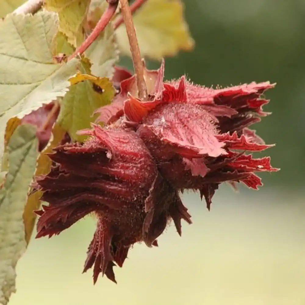 Alun Rosu Rodde Zellernoot (Corylus avellana), cu gust dulce, an 2 pe rod