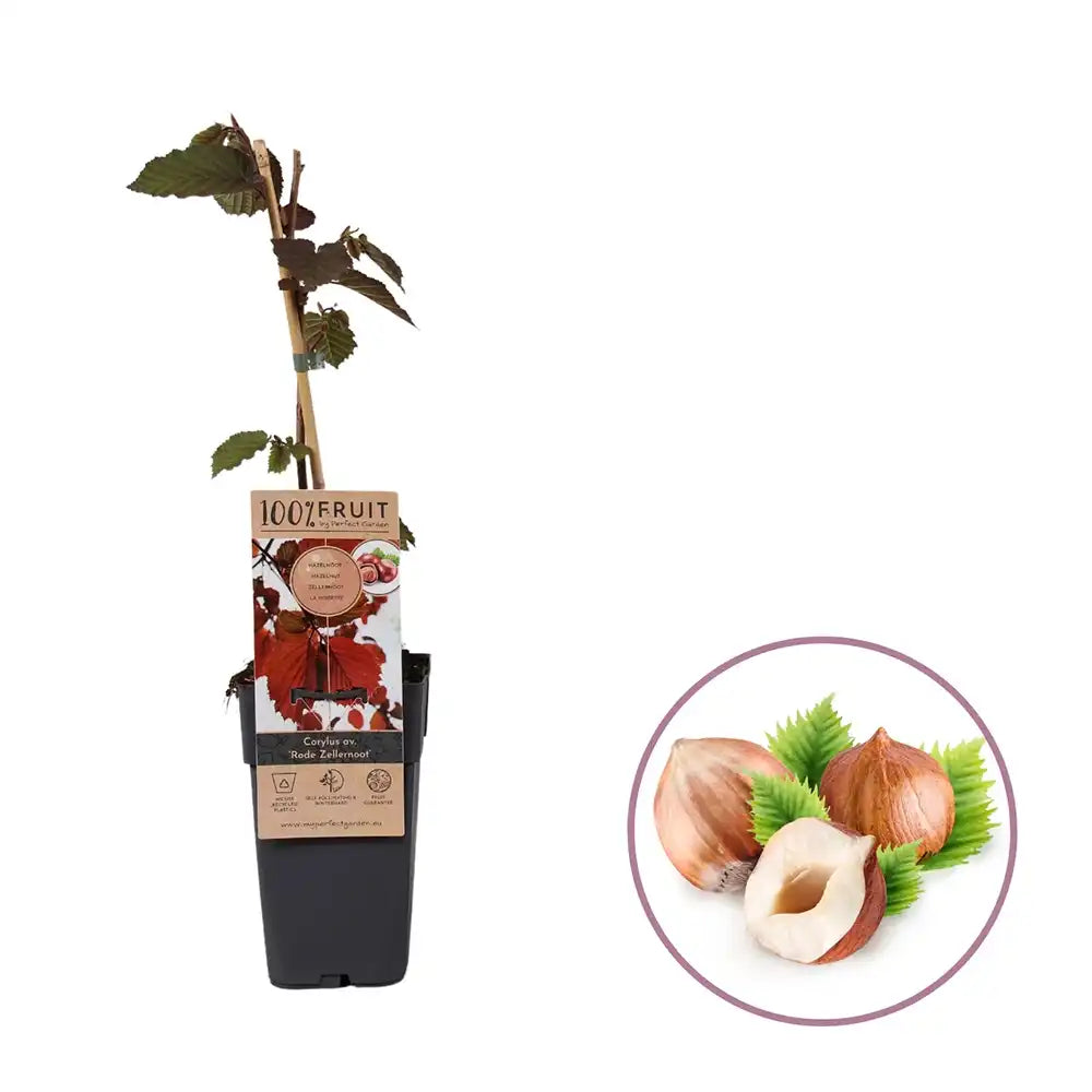 Alun Rosu Rodde Zellernoot (Corylus avellana), cu gust dulce, an 2 pe rod