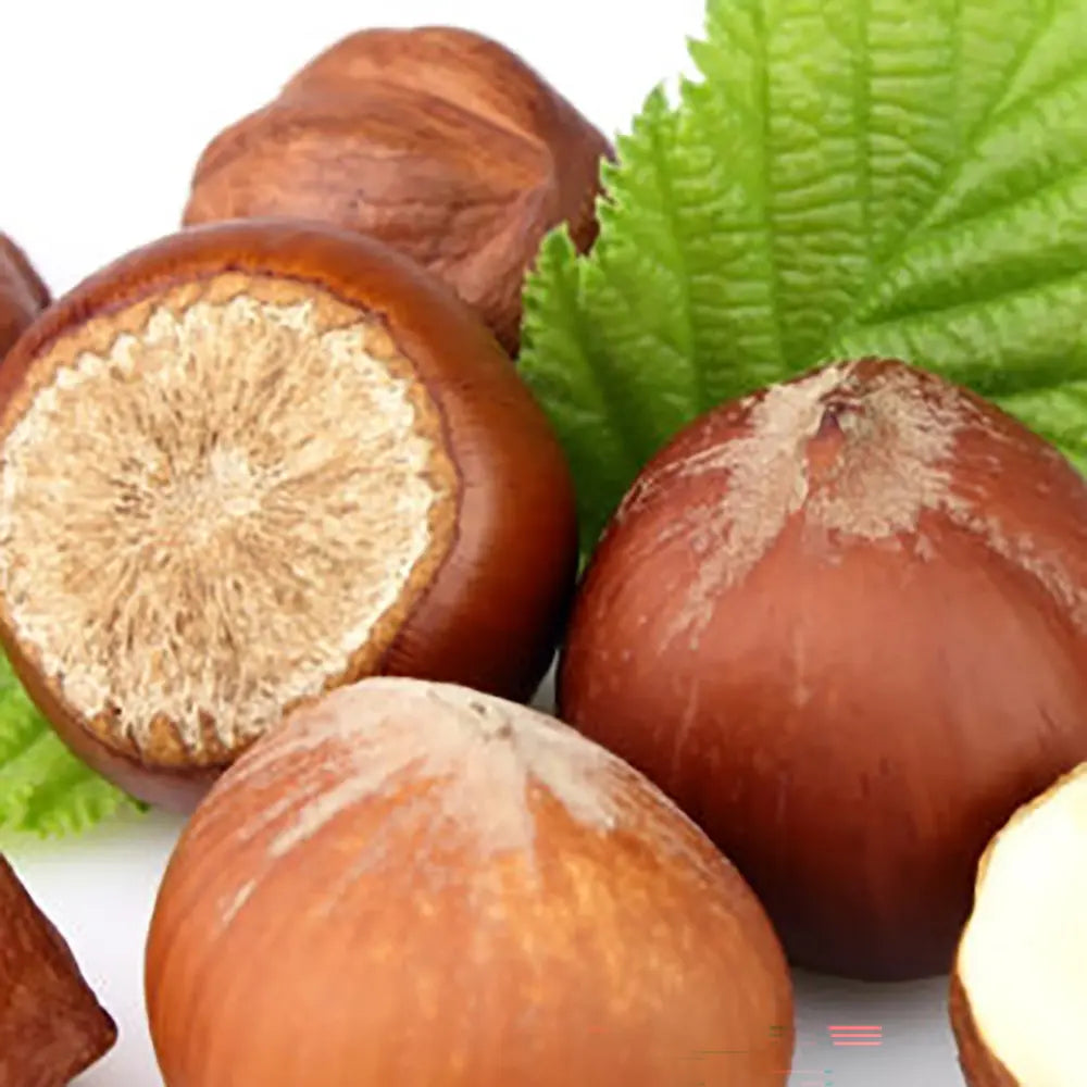 Alun Giffoni (Corylus avellana), cu gust dulce-nucos, an 2 pe rod