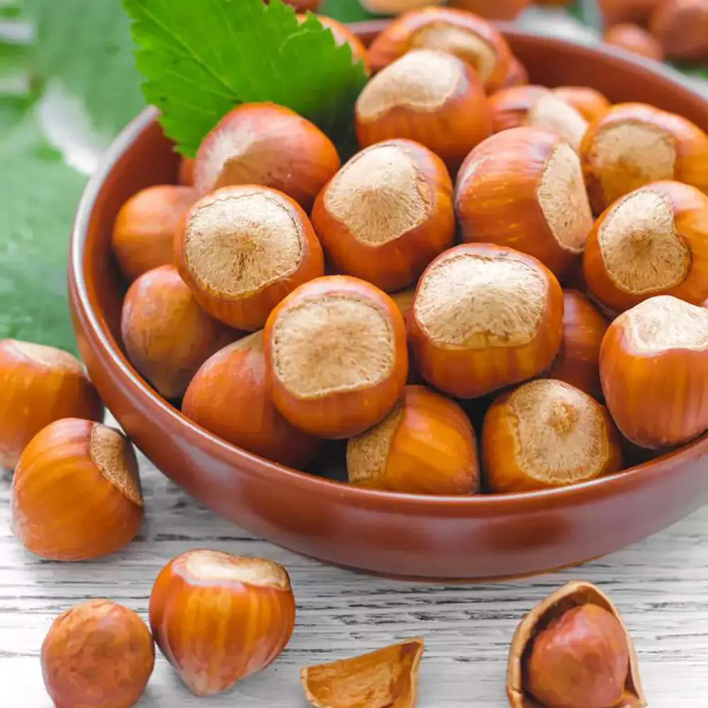 Alun Giffoni (Corylus avellana), cu gust dulce-nucos, an 2 pe rod