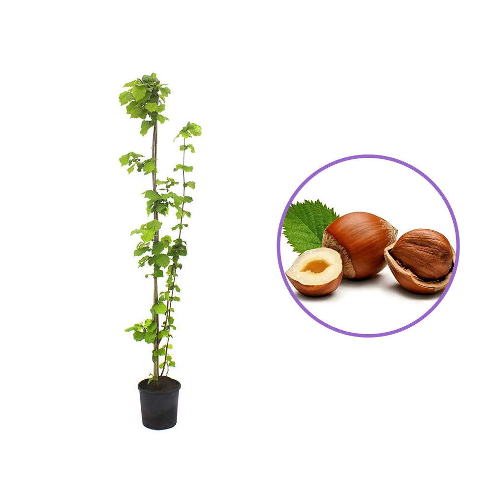 Alun Giffoni (Corylus avellana), cu gust dulce-nucos, an 2 pe rod