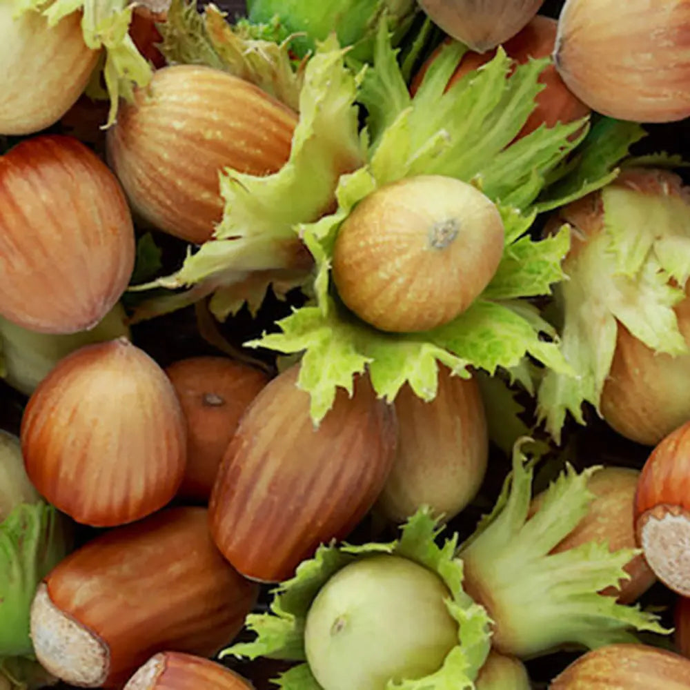 Alun Tonda Di Romagna (Corylus avellana), cu gust dulce-nucos, an 2 pe rod