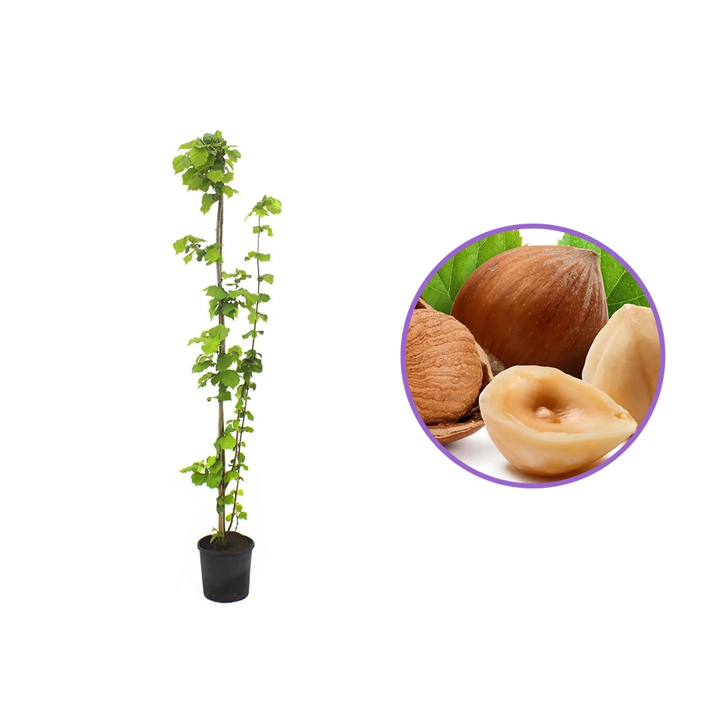 Alun Tonda Di Romagna (Corylus avellana), cu gust dulce-nucos, an 2 pe rod